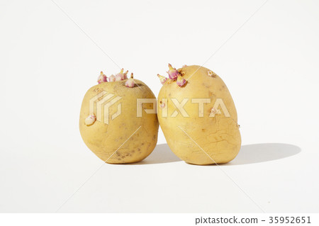 Someday, the potato (Kita Akari) buds ... 1 35952651