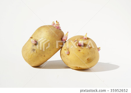 Someday, the potato (Kita Akari) buds ... 1 35952652