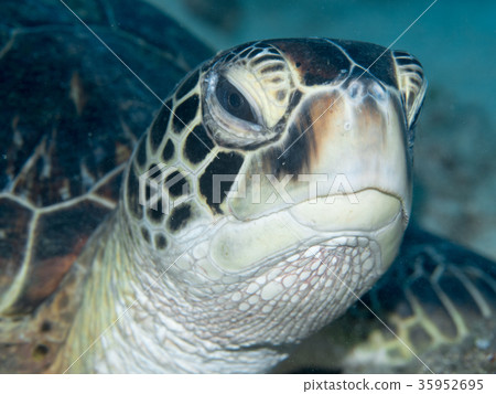 Okinawa diving Okinawa diving 35952695