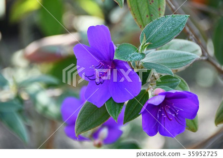 Noma Daibou Main Bldg. Circle Road Daimon Yuki 35952725