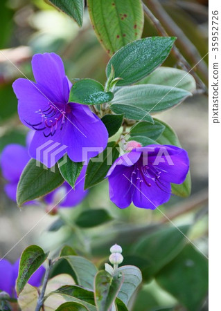 Noma Daibou Main Bldg.Circle Road Daimon Yuki 35952726