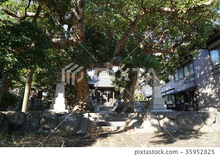 Kamakura Yasaka Okami Yasakaookami-shrine Kamakura Yasaka Okami Yasakaookami-shrine 35952825
