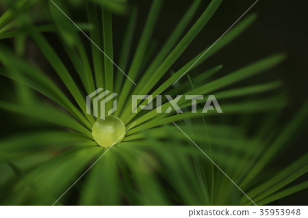 A drop A drop 35953948