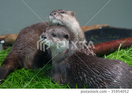 獺 35954052