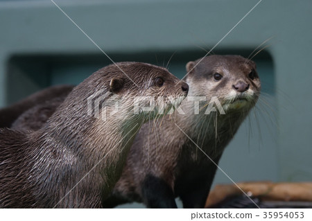 Small-clawed otter Small-clawed otter 35954053