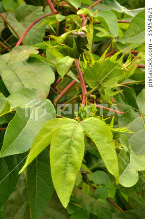 植物:風箏男子錦葵 植物:風箏男子錦葵 35954625