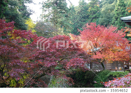 西條市/西山Koryu-ji寺 35954652