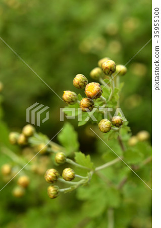 植物:白花菊 植物:白花菊 35955100