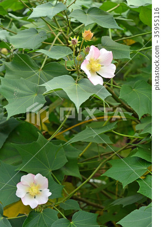 Tree: Saxophyllaceae family Tree: Saxophyllaceae family 35955116