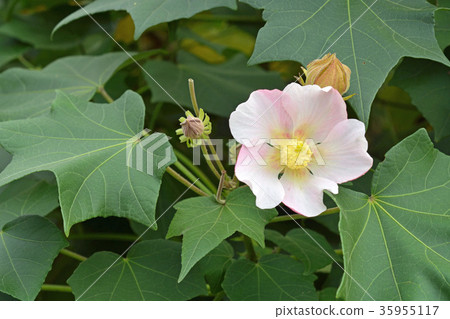 樹：Saxophyllaceae科 35955117