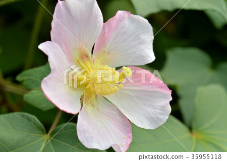 Tree: Saxophyllaceae family Tree: Saxophyllaceae family 35955118