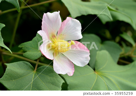 樹：Saxophyllaceae科 35955259