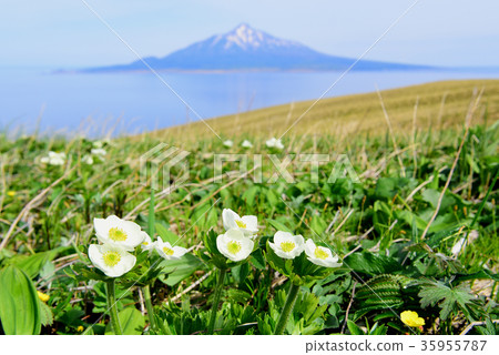 Rishiri Fuji和Ezo No Hakusan Ichige 35955787