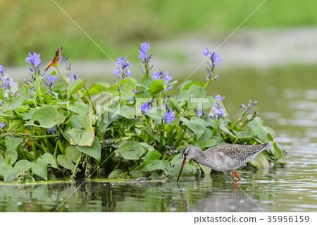 Tsurushigi (Tsurugi) 35956159