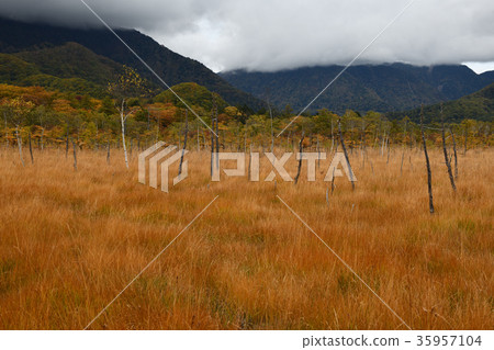 Senjogahara，Oku Nikko（栃木縣）的草葉 35957104