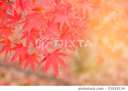 Red maple leaves with blurred background Red maple leaves with blurred background 35959134