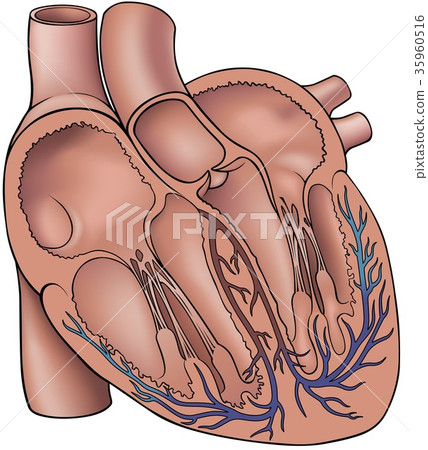 Human Heart with Chambers and Veins Human Heart with Chambers and Veins 35960516