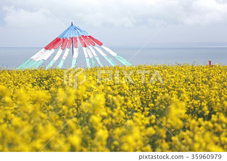 The rape field of the lake of Aoumi Lake and the Zen pot. 2016/9/16 35960979