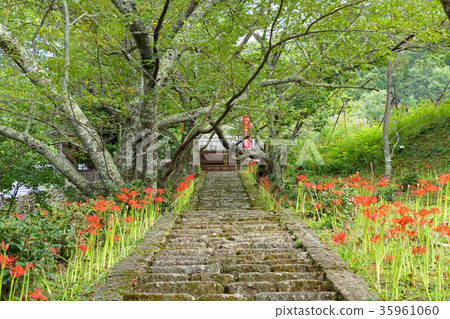 [Buryu-ji寺]奈良縣宇田市Akahan Haibara 35961060