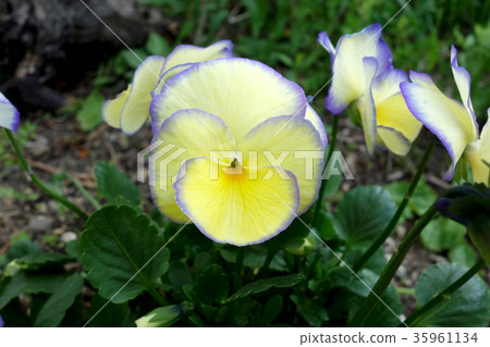 Viola Etain 35961134