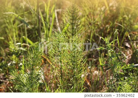 Wild plants - green background of horsetail or Wild plants - green background of horsetail or 35962402