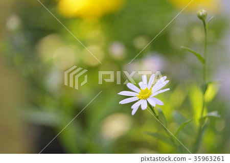 White Zinnia flowers 35963261