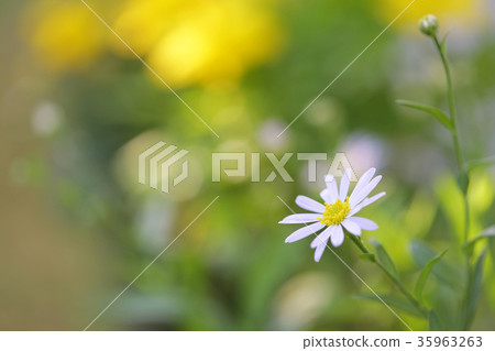 White Zinnia flowers 35963263