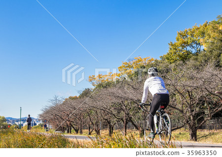 Autumn Tama River Cycling Road 35963350