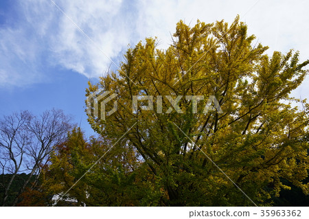 Oriental Machu Picchu / Autumn leaves 35963362