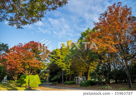 Nagoya City Aichi Prefecture Meijo Park Autumn leaves 35963787