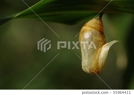 生物昆蟲黑頸蝴蝶，11月中旬。出現後的稻殼在風中搖曳 35964411