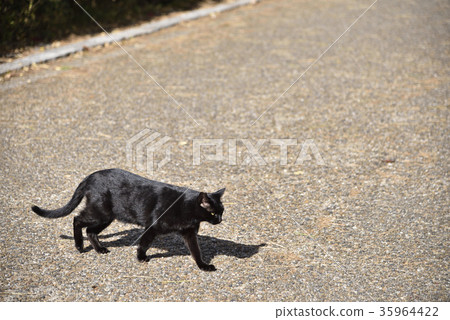 黑貓 黑貓 35964422