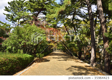 鴨川的自然人行道 35964423