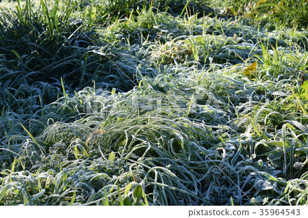 Frost Frost 35964543
