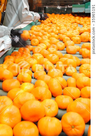 Orange  35965191