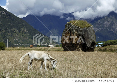 White donkey in the canyon. 2016/9/19 35965893