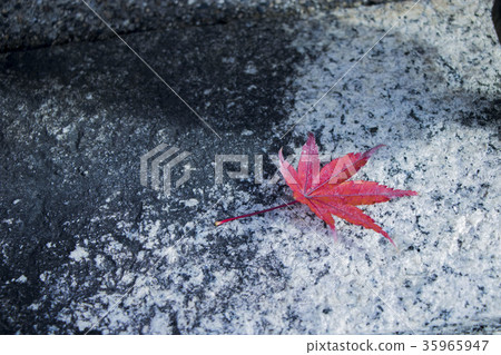 [Kyoto Autumn] Autumn leaves on the stone 35965947