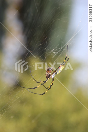 Jirogumo (female) 06 who prey on honeybees 35966317