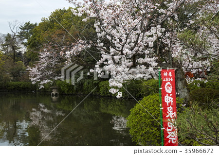 Cherry blossoms at Shinsen garden 35966672