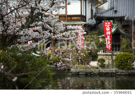 Cherry blossoms at Shinsen garden Cherry blossoms at Shinsen garden 35966691