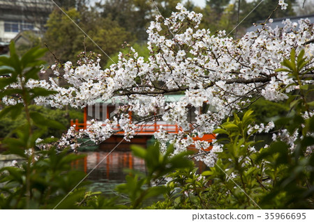 Cherry blossoms at Shinsen garden Cherry blossoms at Shinsen garden 35966695