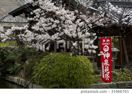 Cherry blossoms at Shinsen garden 35966703