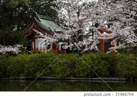 Cherry blossoms at Shinsen garden Cherry blossoms at Shinsen garden 35966704