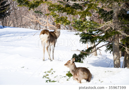 Shiretoko Winter Ezoshika Utoro Hokkaido 35967399