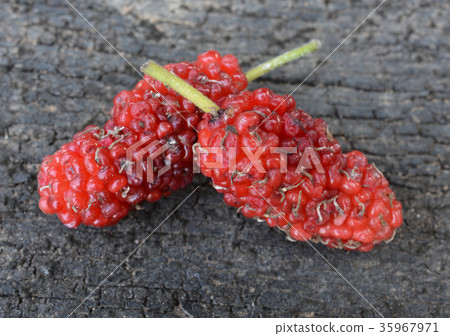 mulberry mulberry 35967971