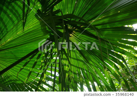 陽光葉子 35968140