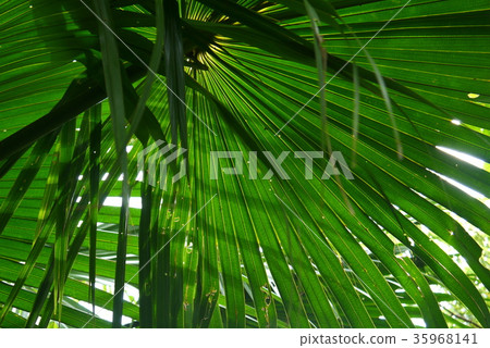 陽光葉子 35968141