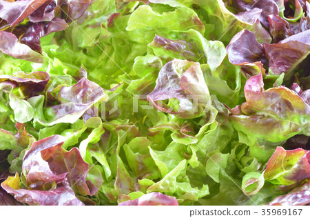 Lettuce isolated on white background 35969167
