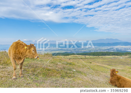 麻生的牛 麻生的牛 35969298