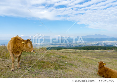 麻生的牛 35969299